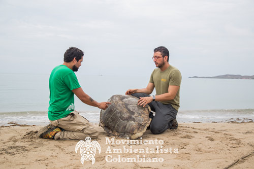 camilo instruye sobre el cuidado de las tortugas movimiento ambientalista colombiano