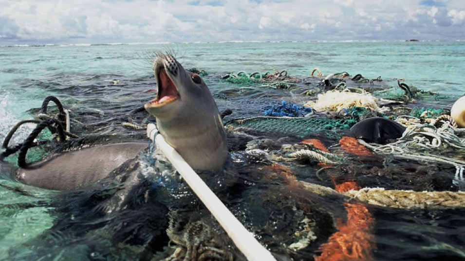 foca atrapada