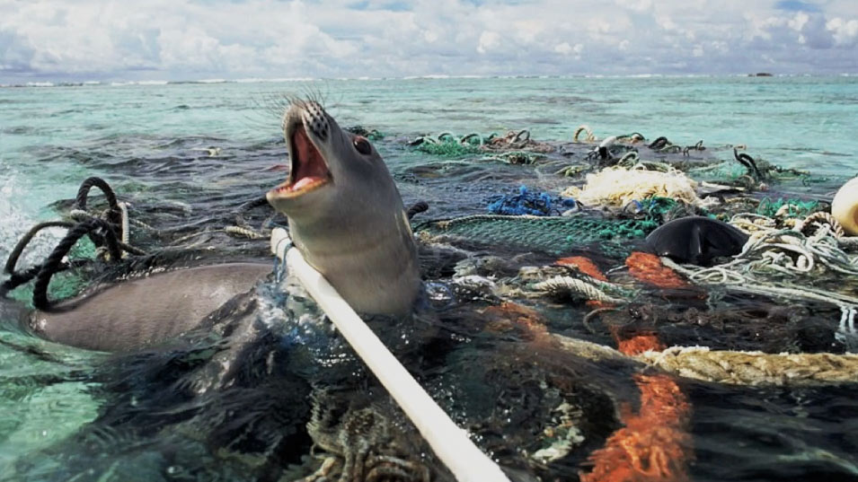 foca atrapada